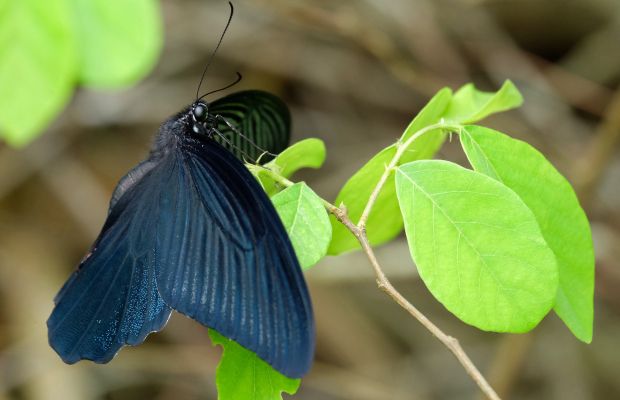 Butterfly at Cat Ba National Park